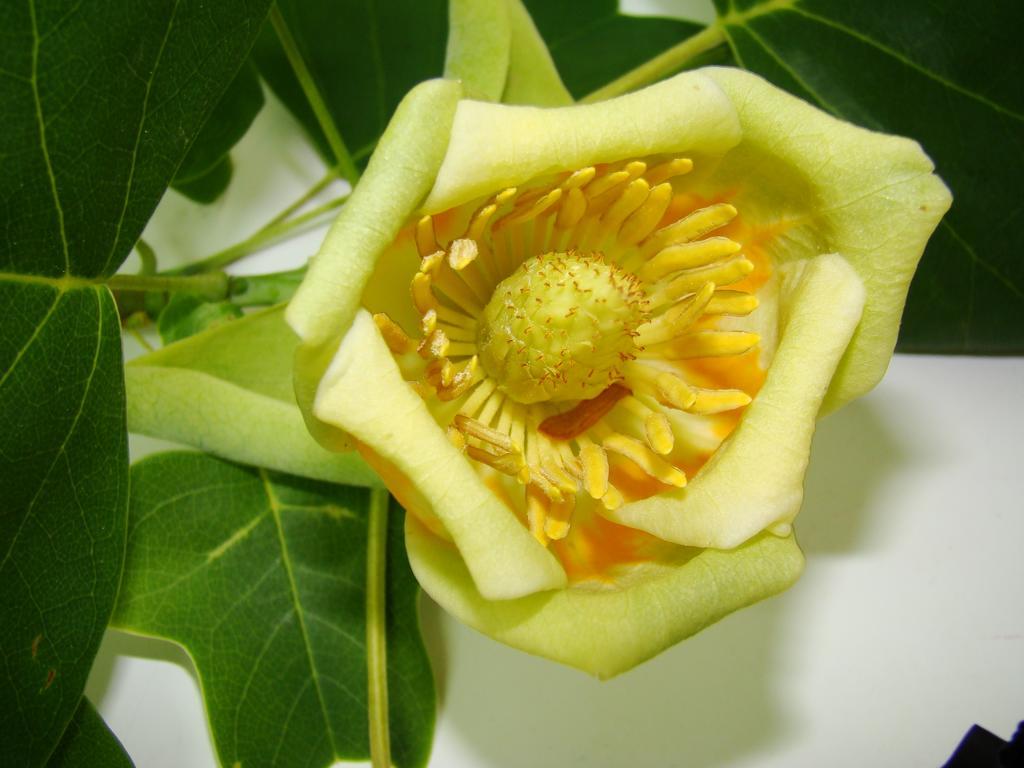 Kernel Bihan Pont-l'Abbe Ngoại thất bức ảnh
